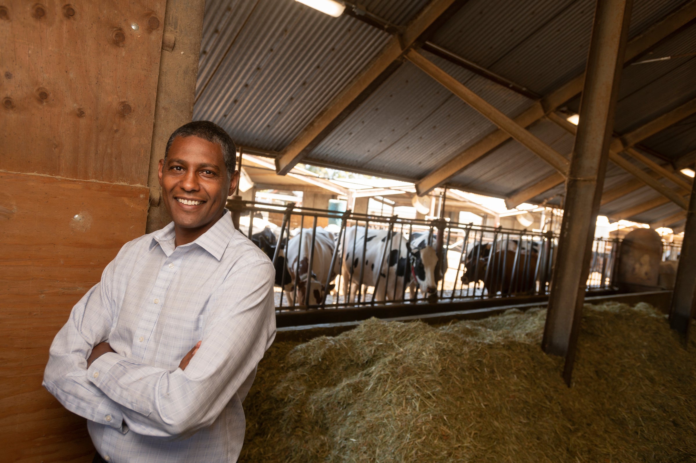 A dark-skinned man in a white shirt with folded arms stands to the left. Behind him and on the right a row of feeding cattle. 