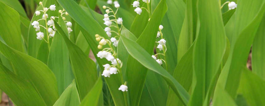 close-up of lily of the valley flowers and leaves
