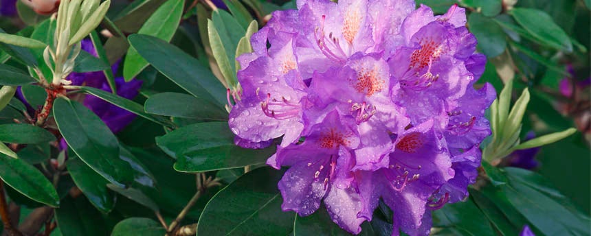 close-up of purple rhododendron flowers and branch of leaves