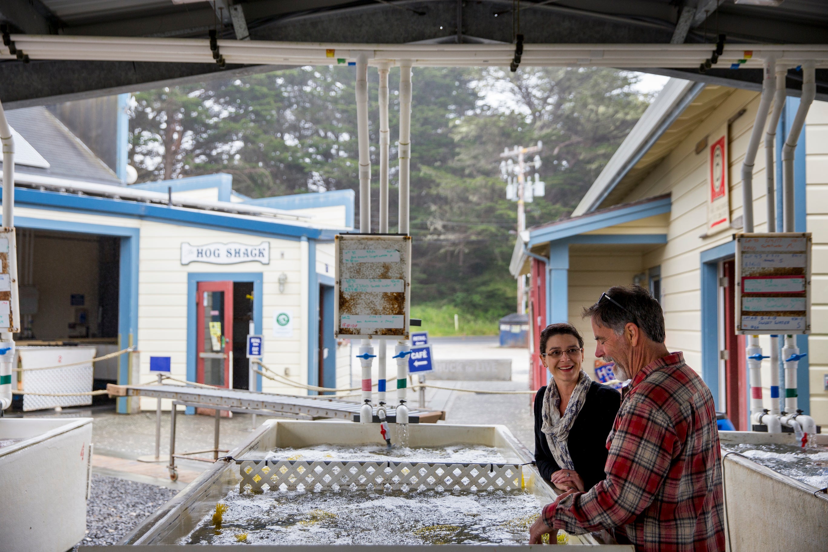 Woman and man lean over tubs of oysters outside at oyster farm
