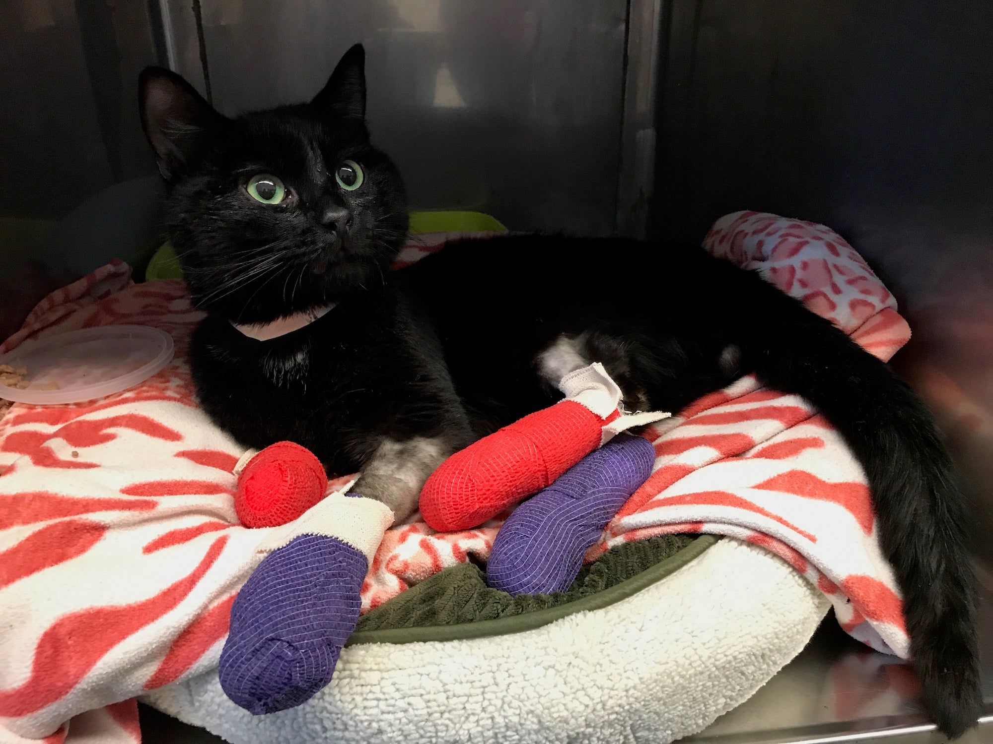 Cat receives treatment at UC Davis after suffering injuries in the Camp Fire.