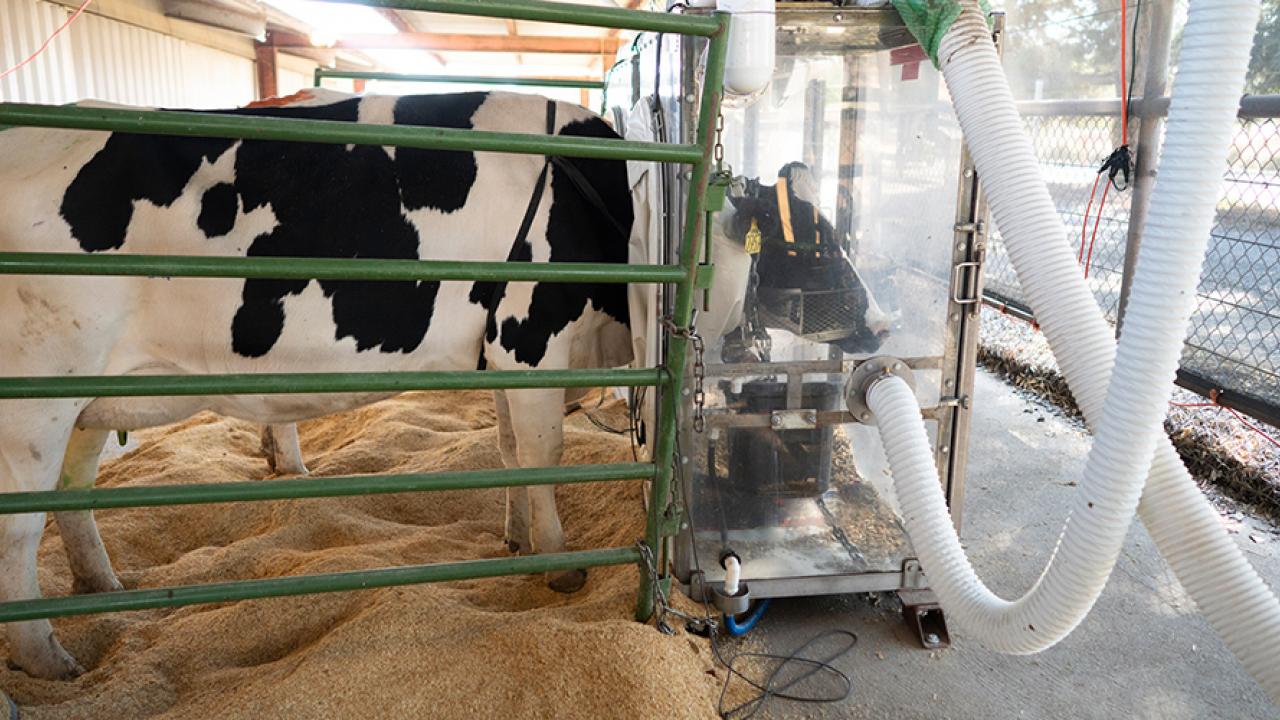 Cow being measured for gas levels