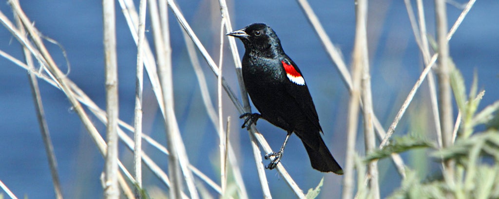 Male tricolored blackbird