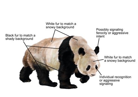 giant panda drawing
