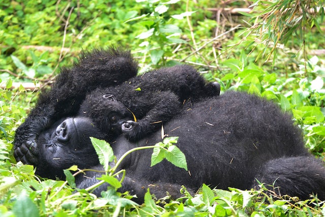 Mother mountain gorilla resting with her baby on her chest