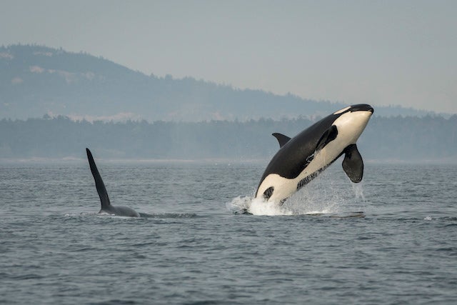 Southern resident killer whale J16 breaches with her son nearby