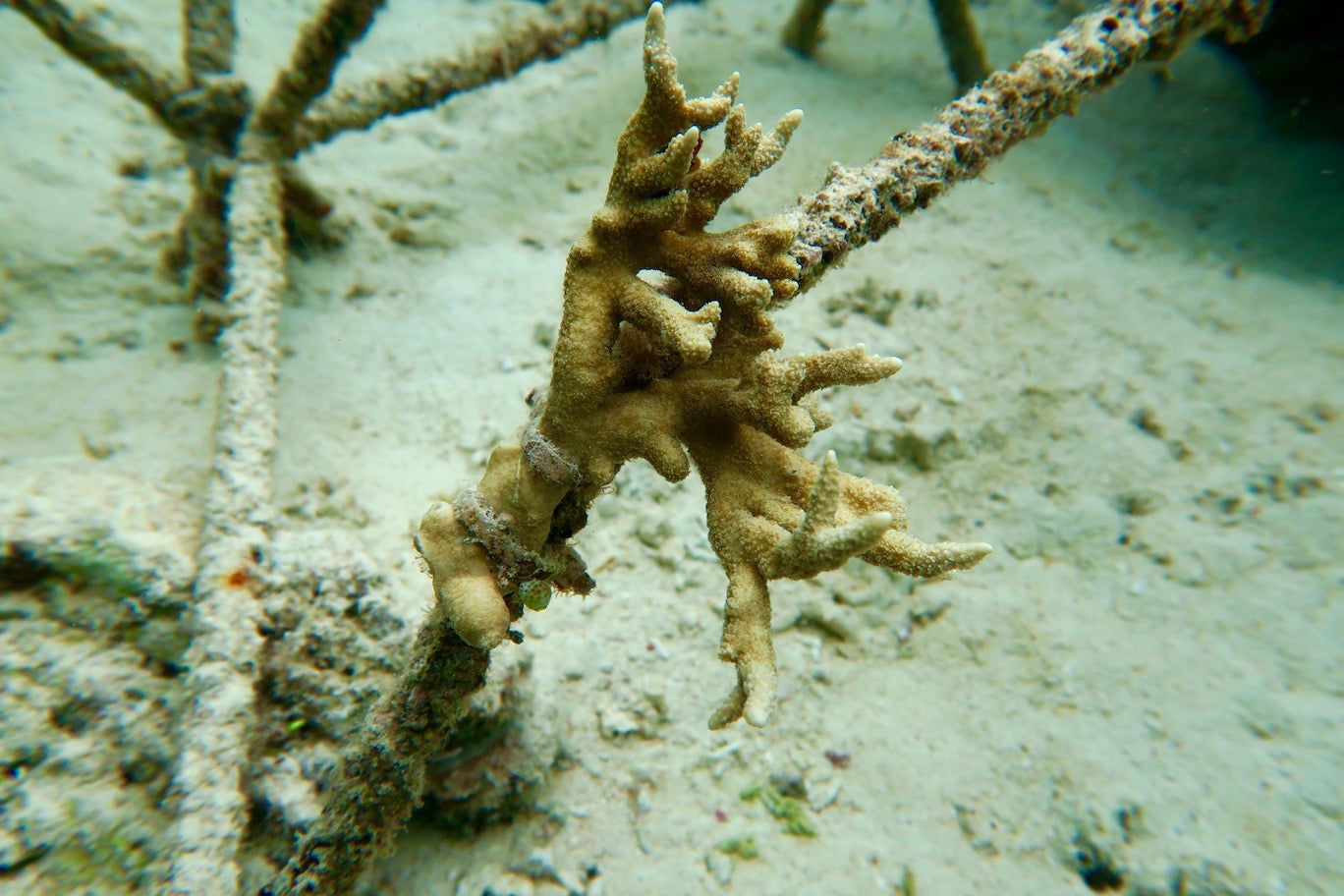 piece of coral on restoration structure
