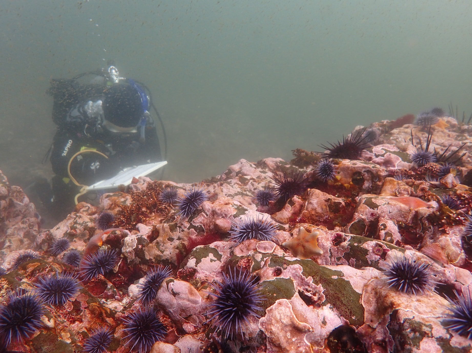 scientific diver in urchin barrens