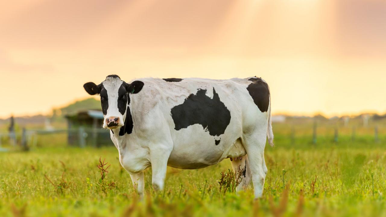A cow standing in a field