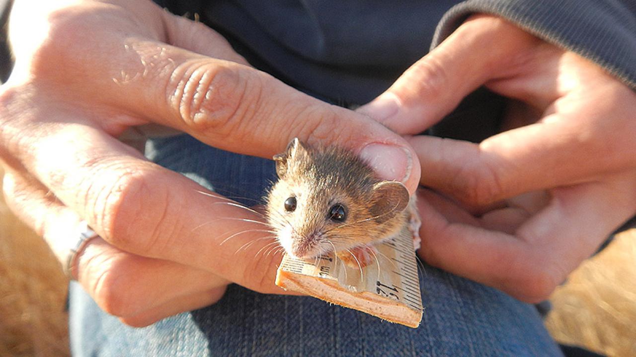 Mouse being measured on a ruler