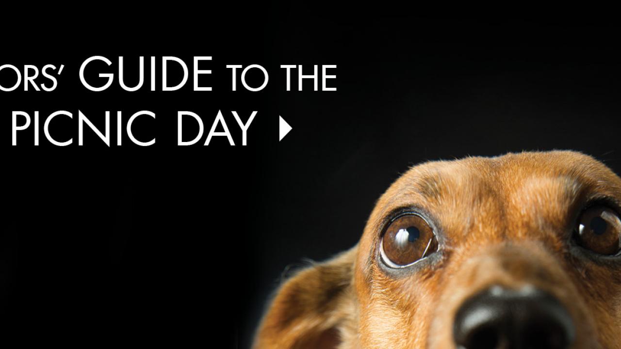 The top half of a dachshund head with a headline: Director's guide to 100th Picnic Day