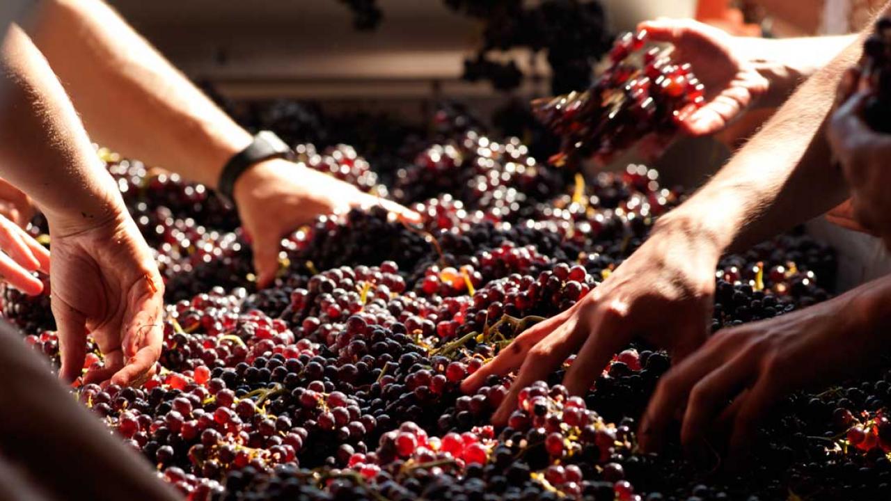 Hands reaching into bin with wine grapes
