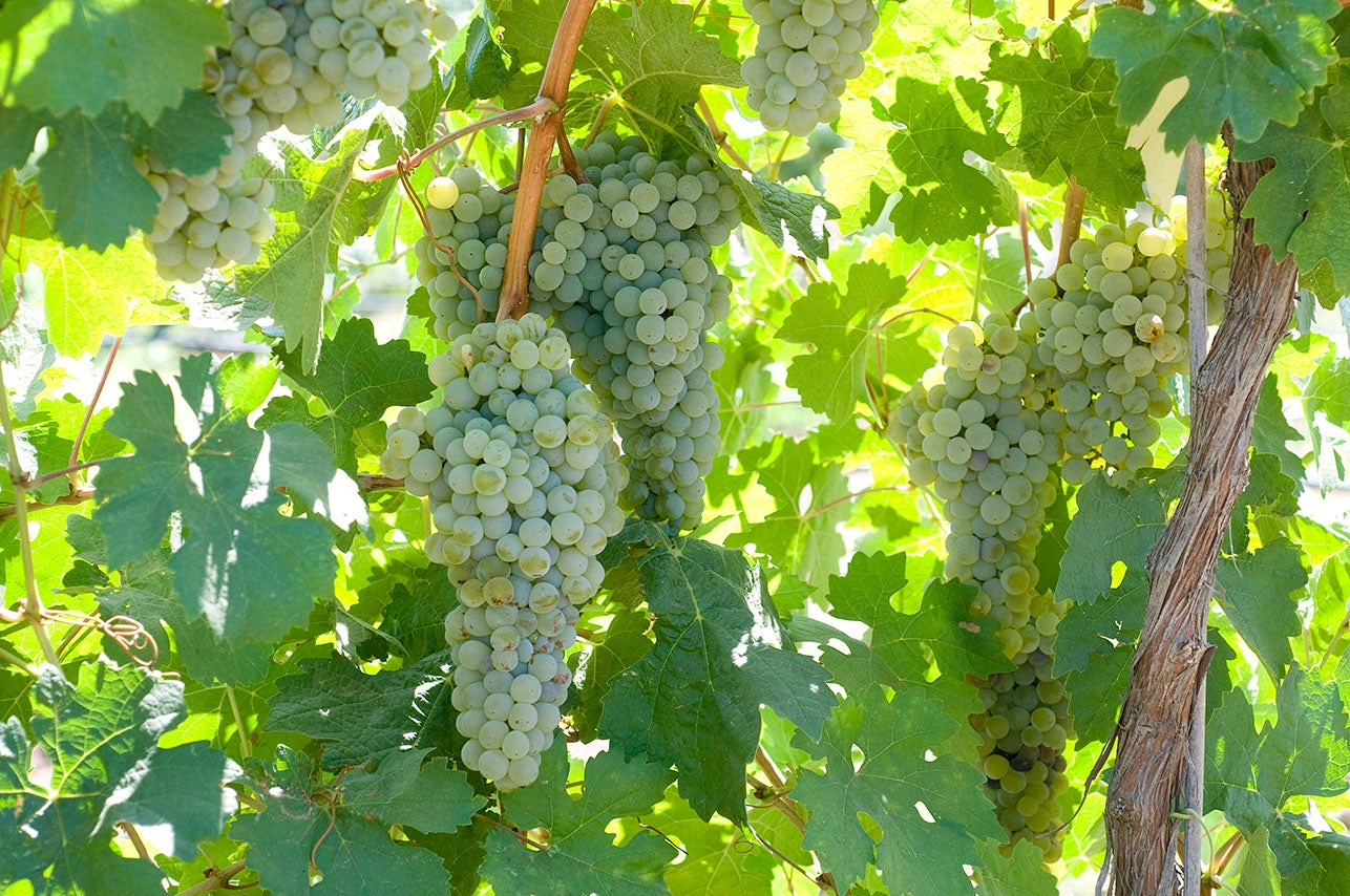winegrapes1