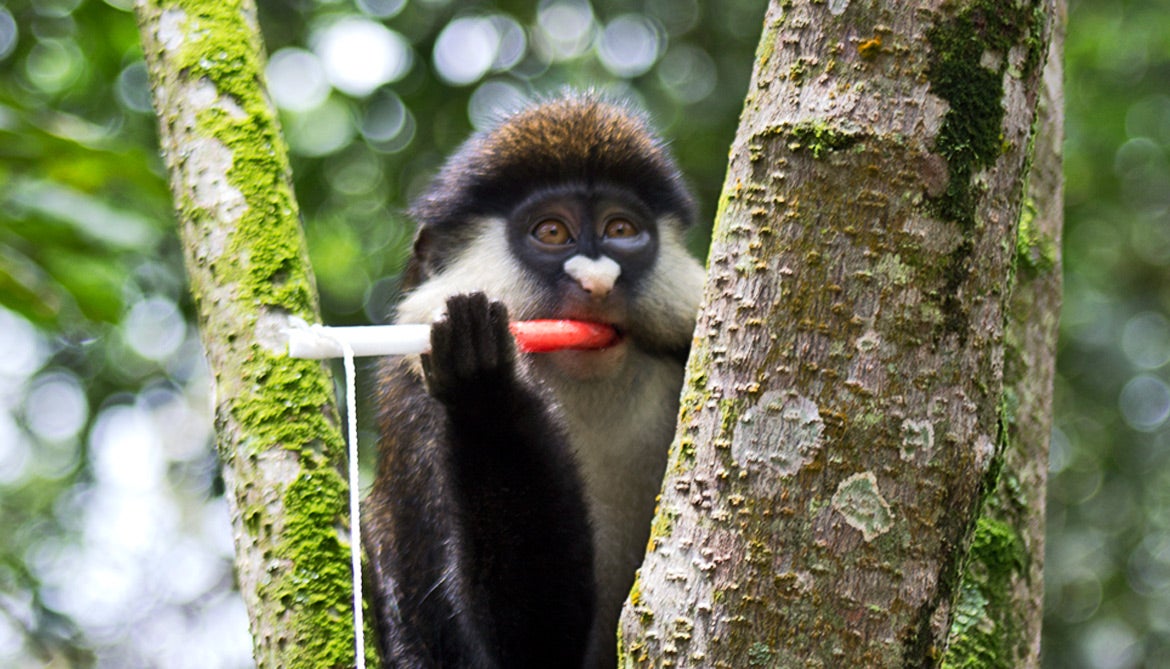 primate with jam-coated rope
