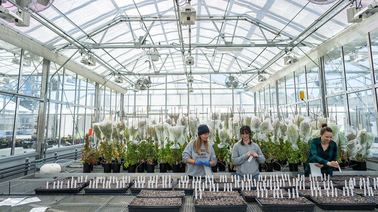 Students at work in a greenhouse