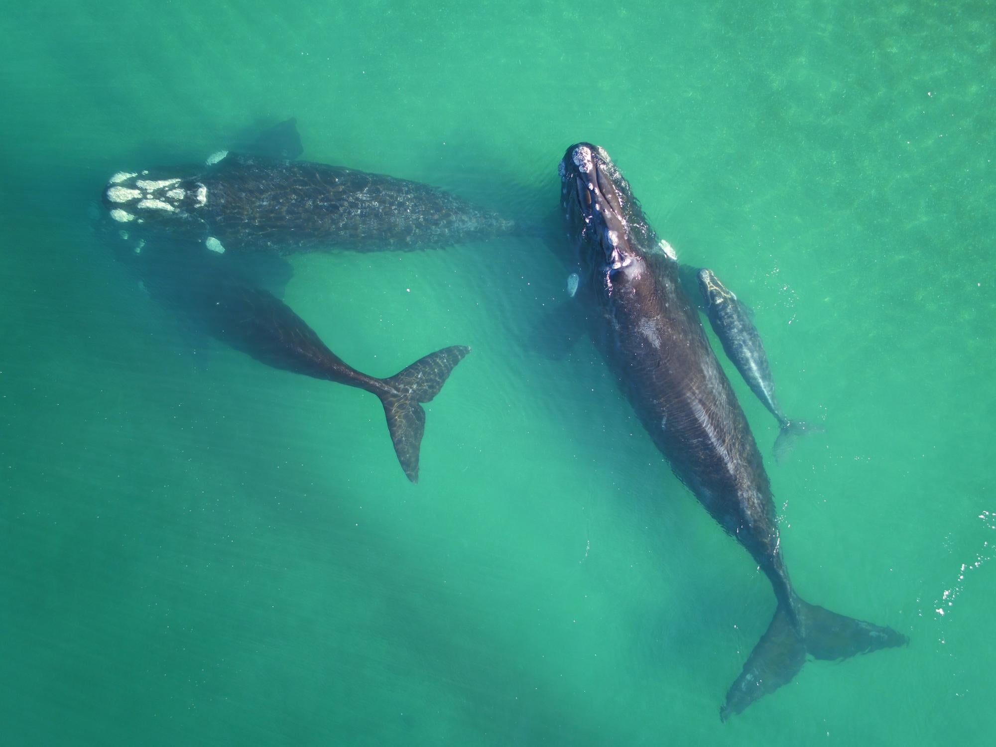A pod of southern right whales swim off the coast of Argentina. (Marcela Uhart/UCDavis)