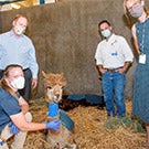 Alpacas surrounded by vet staff