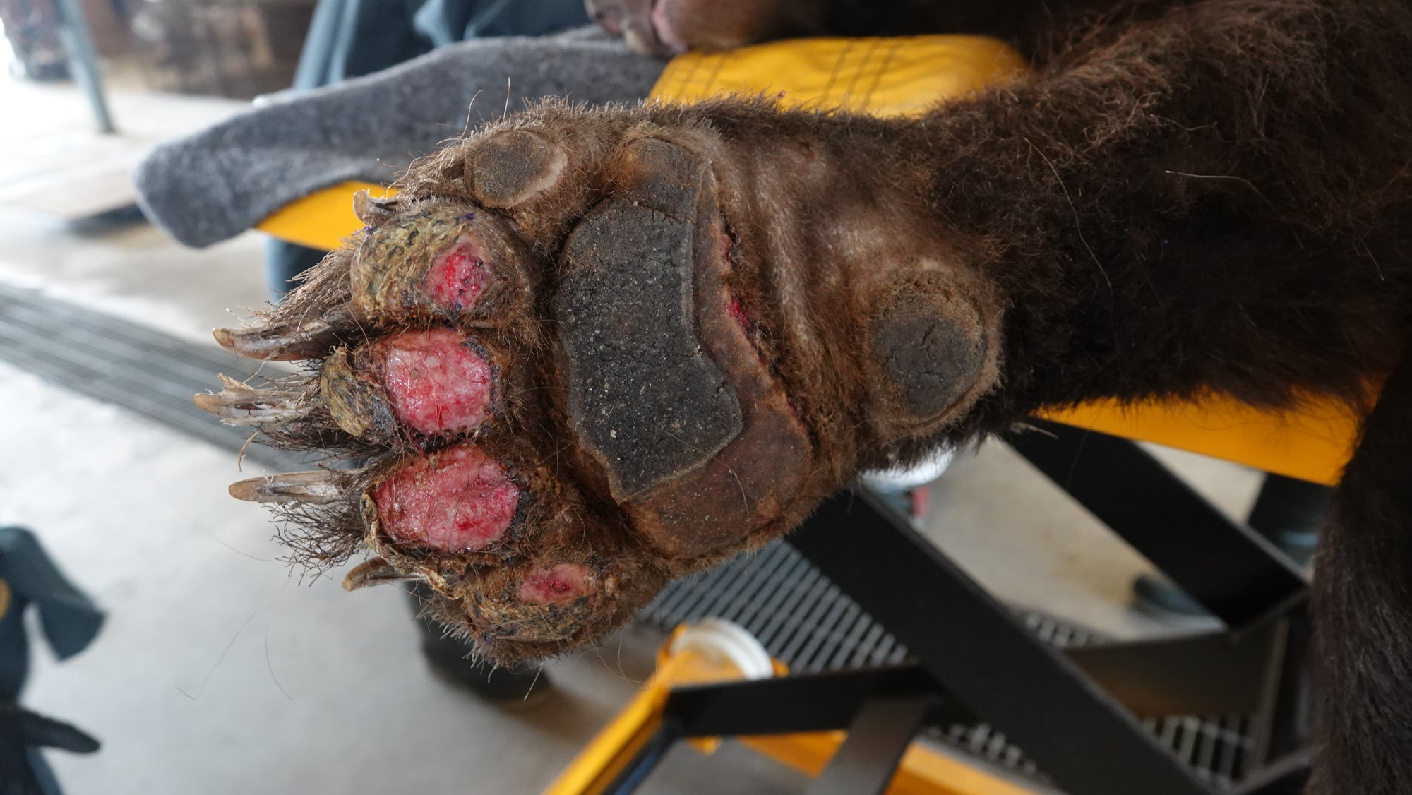 burned bear paw