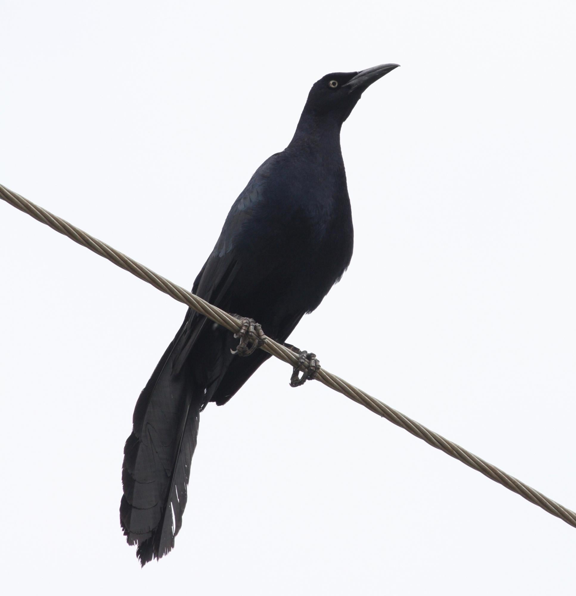 Black, great-tailed grackle perched on a gray power line