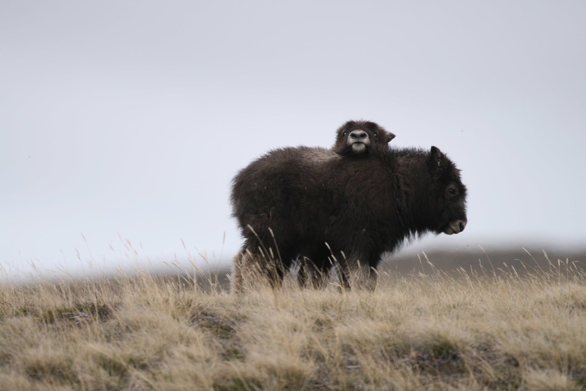 two baby muskoxen 