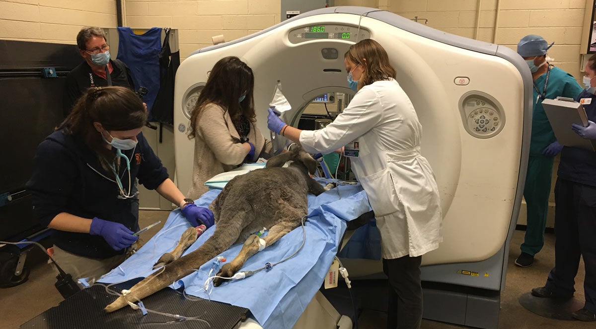 Kangaroo at imaging machine