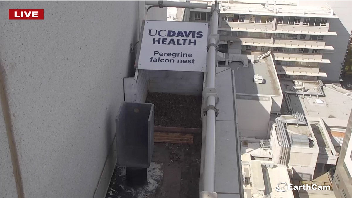 UC Davis Health peregrine falcon nest