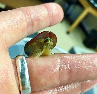 A young red abalone shows its face while on the hand of researcher Sara Boles. (Sara Boles, UC Davis)