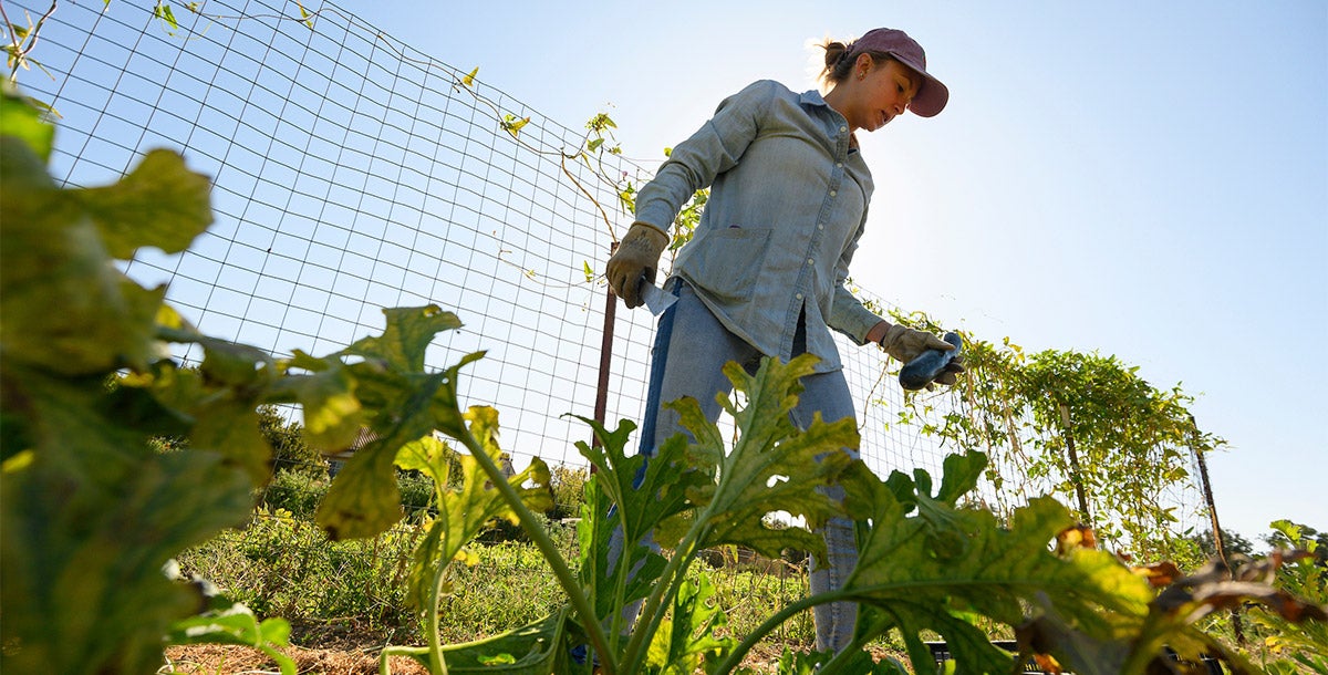 Student harvests peppers at the Student Farm.