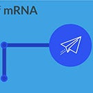 Paper airplane with text "MRNA"