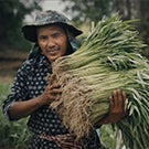 cambodia small scale farming