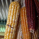 corn research uc davis