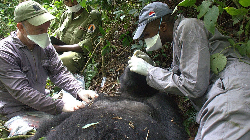 Two veterinarians treat a gorilla in the wild