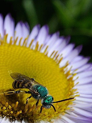 Metallic ggreen bee