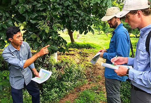 Three men in an orchard talking