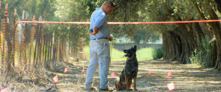 A german shephard stands near its trainer in an agricultural field marked with orange flagging