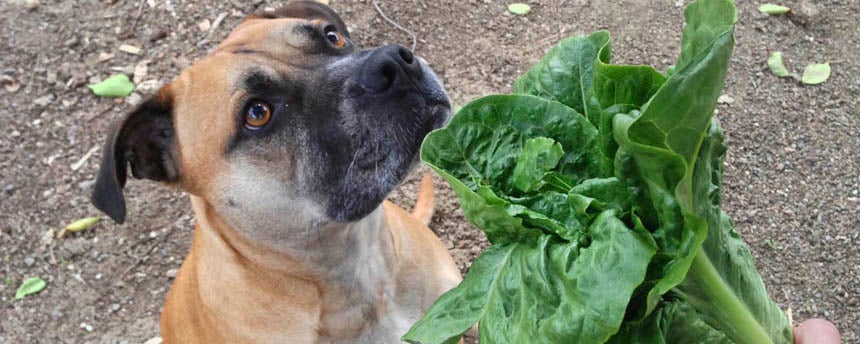 A dog sniffs a head of lettuce being offered by a nearby person