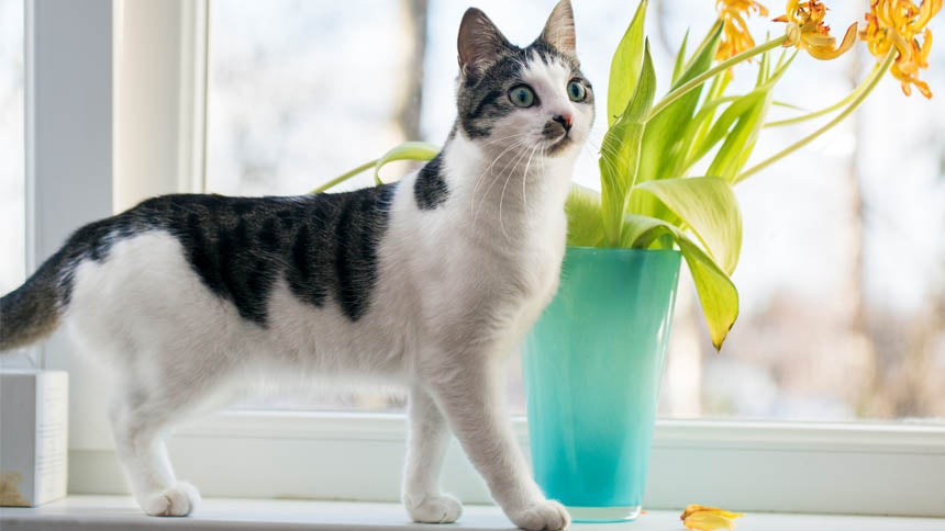 A black and white cat stands on a windowsill next to a vase of cut flowers