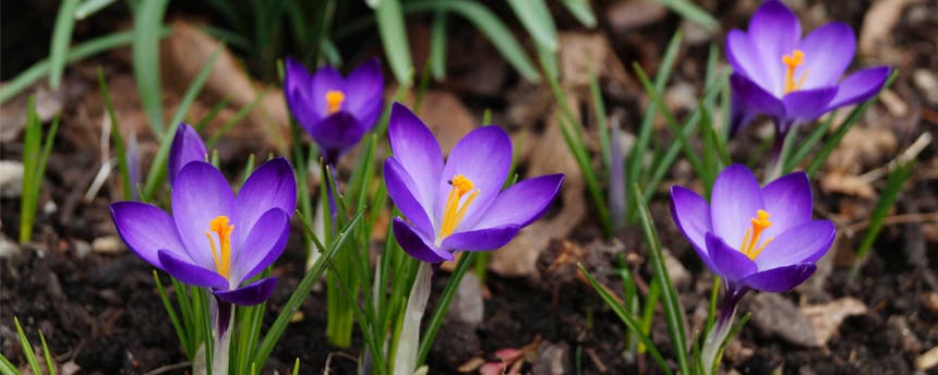 close-up of purple crocus flowers and duff on forest floor