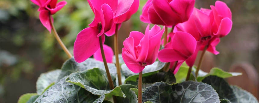 close-up of pink cyclamen flowers and leaves