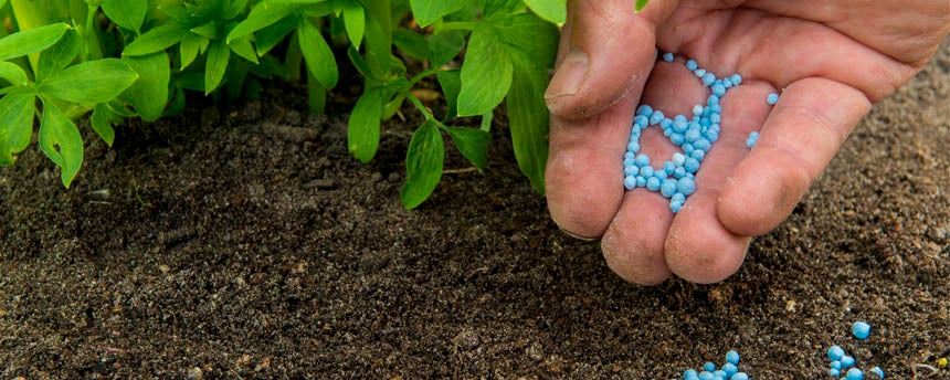 close-up of plant leaves and hand holding blue pellets of fertilizer
