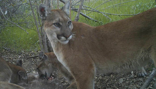 A lion and her cub were photo-captured feeding on deer