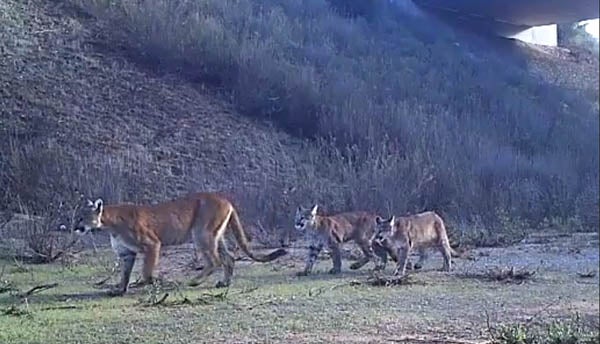 Lion and two cubs crossing under a freeway overpass