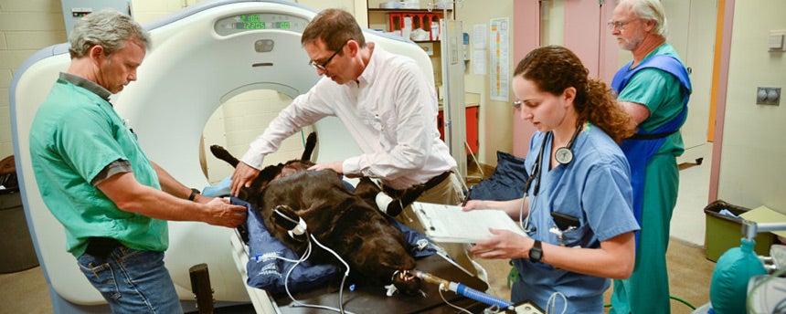 Veterinary surgeons and nurses in the surgery room positioning a canine patient