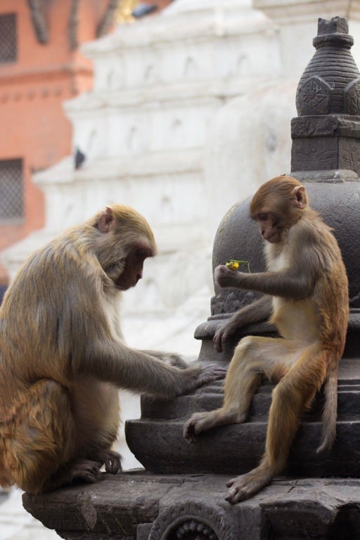 Rhesus macaques at Kathmandu, Nepal temple