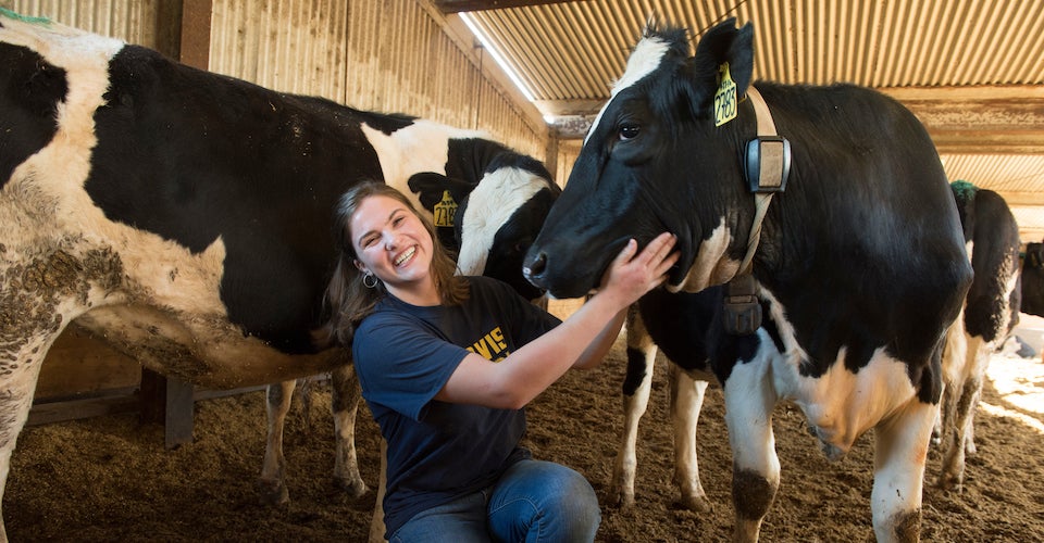 Sophomore Teresa Greenhut, pictured at the Dairy Barn, is one of four dairy residents this year through the College of Agriculture and Environmental Sciences. 