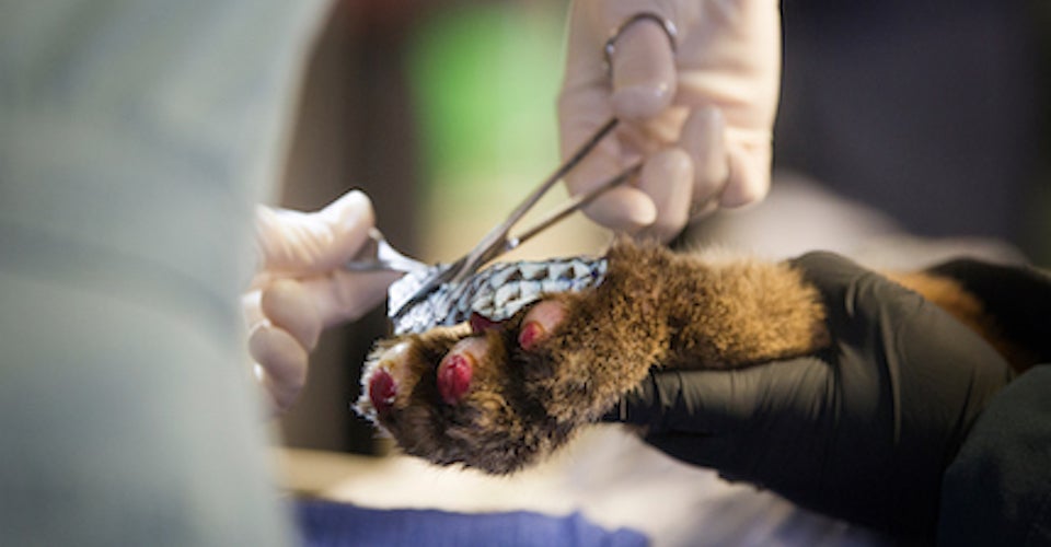 Jaime Peyton at the UC Davis Veterinary Medical Teaching Hospital fits a tilapia skin bandaid over the burned pads of a mountain lion cub. 