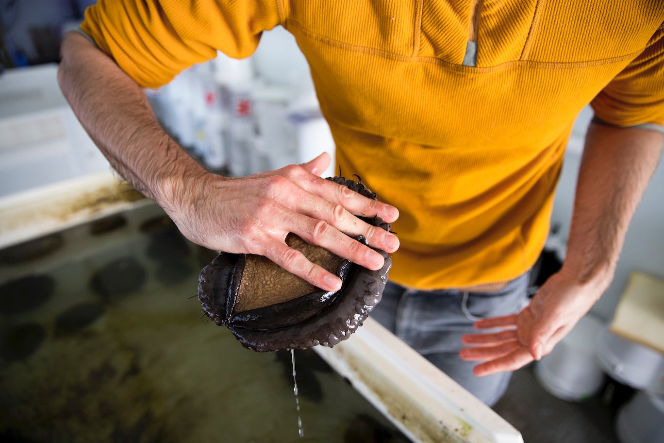 A red abalone attaches itself to the hand of a male researcher in a mustard yellow shirt and jeans.