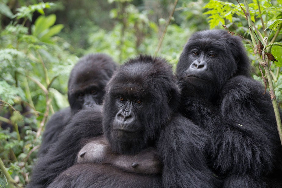 Three mountain gorillas