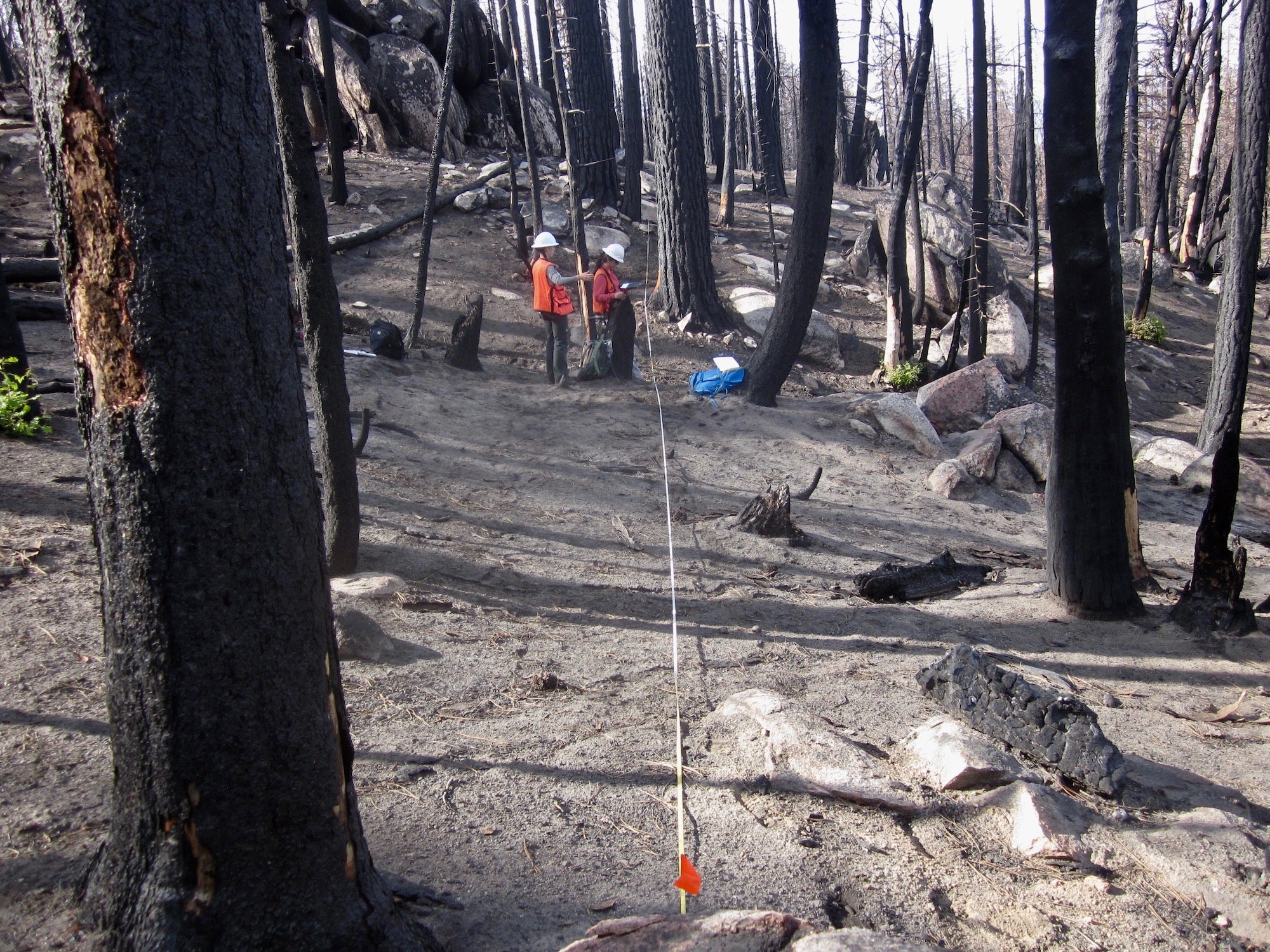 Dead Trees Fuel Wildfire Severity in Sierra Nevada - Vimarsana News