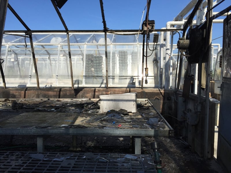 Research team regroups after greenhouse fire destroys hundreds of